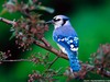 Beautiful blue bird wallpaper